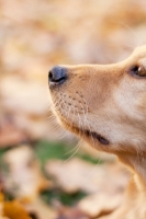 Picture of Golden Retriever puppy profile