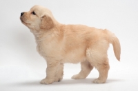 Picture of Golden Retriever puppy side view