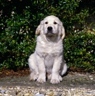 Picture of golden retriever puppy sitting on a path