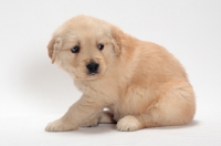 Picture of Golden Retriever puppy sitting down