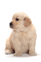 Picture of Golden Retriever puppy sitting down