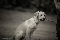 Picture of golden retriever puppy sitting with lead on the face