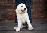 Picture of Golden retriever puppy sitting between owner's legs.