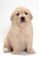Picture of Golden Retriever puppy sitting on white background