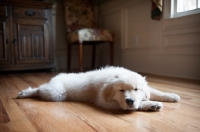 Picture of golden retriever puppy sleeping