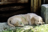 Picture of golden retriever puppy sleeping
