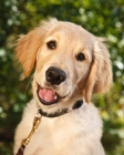 Picture of Golden Retriever puppy smiling at camera