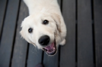 Picture of Golden retriever puppy standing on deck, smiling.