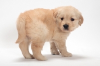 Picture of Golden Retriever puppy turning around