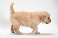 Picture of Golden Retriever puppy walking, side view