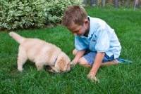 Picture of Golden Retriever puppy with boy in garden