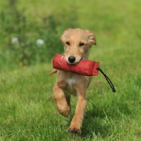 Picture of Golden Retriever puppy with dummy