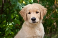 Picture of Golden Retriever Puppy with greenery