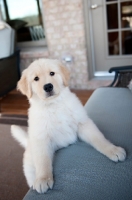 Picture of golden retriever puppy with paws on couch