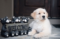 Picture of golden retriever puppy with welcome sign