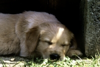 Picture of golden retriever puppy