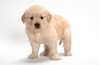 Picture of Golden Retriever puppy