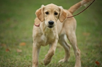 Picture of golden retriever puppy