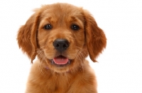 Picture of Golden Retriever puppy