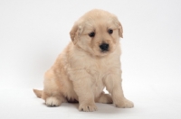 Picture of Golden Retriever puppy