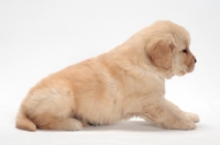 Picture of Golden Retriever puppy