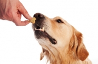 Picture of Golden Retriever reaching to eat a biscuit from owners hand.