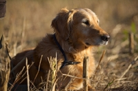 Picture of golden retriever resting in a field during a hunting day