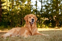 Picture of Golden Retriever resting in shade