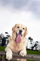Picture of Golden Retriever resting on fence