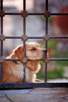 Picture of Golden Retriever resting on fence