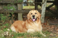 Picture of Golden Retriever resting