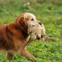 Picture of golden retriever retrieving a shot hen pheasant on a shoot