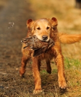 Picture of Golden Retriever retrieving bird