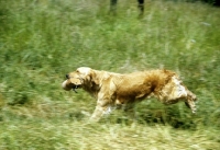 Picture of golden retriever retrieving dummy with hind legs in the air