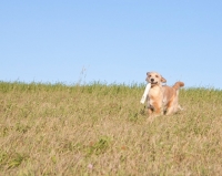 Picture of Golden Retriever retrieving dummy