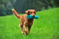 Picture of Golden Retriever retrieving dummy