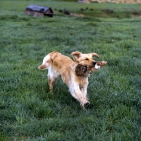 Picture of golden retriever retrieving dummy