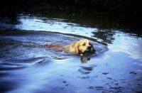 Picture of golden retriever retrieving in blue water