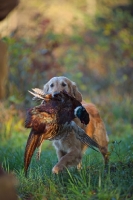 Picture of golden retriever retrieving pheasant