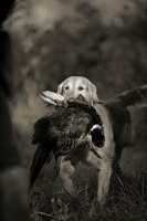 Picture of golden retriever retrieving pheasant