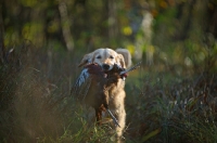 Picture of golden retriever retrieving pheasant among tall grass