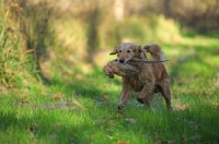 Picture of golden retriever retrieving pheasant