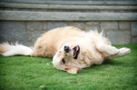Picture of golden retriever rolling in grass