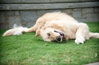 Picture of golden retriever rolling in grass