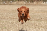 Picture of Golden retriever running at full speed