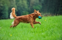 Picture of Golden Retriever running in field with dummy