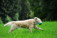 Picture of Golden Retriever running in field