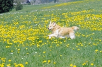 Picture of Golden retriever running in field