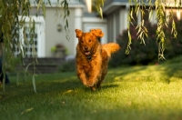 Picture of Golden Retriever running in garden
