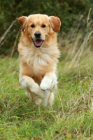 Picture of Golden Retriever running in high grass